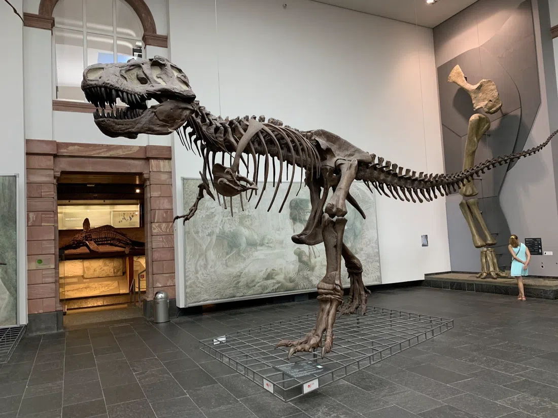 Senckenberg Naturmuseum, Frankfurt